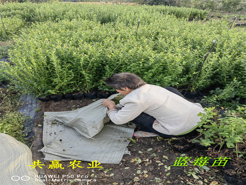 广东L蓝莓苗优点丨蓝莓苗基地