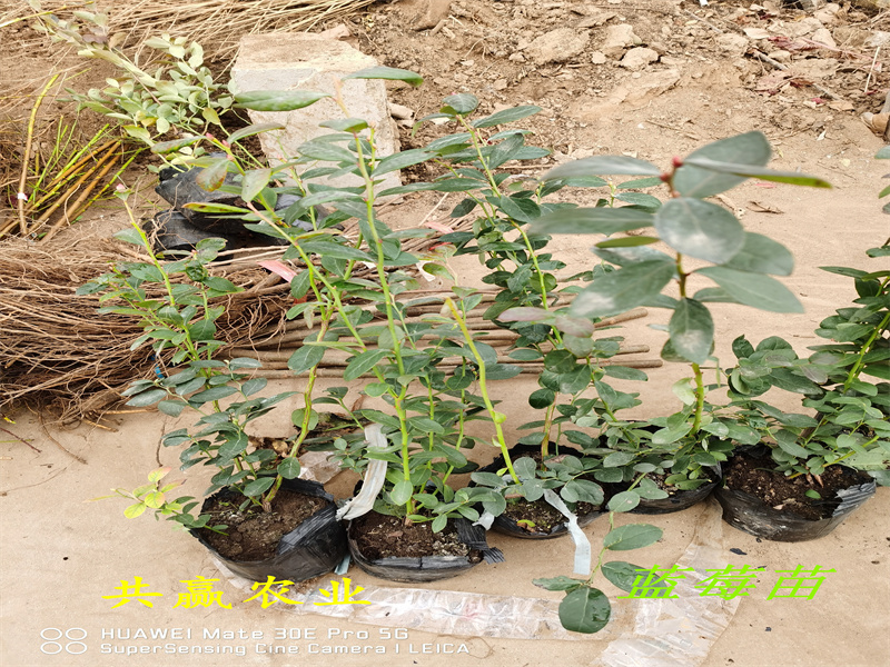 2-3年挂果蓝莓苗—新品种蓝莓苗高产品种介绍
