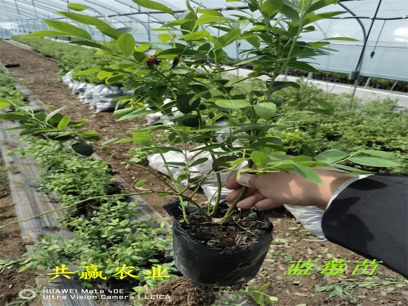2-3年北高蓝莓苗—新品种蓝莓苗亩栽种多少棵