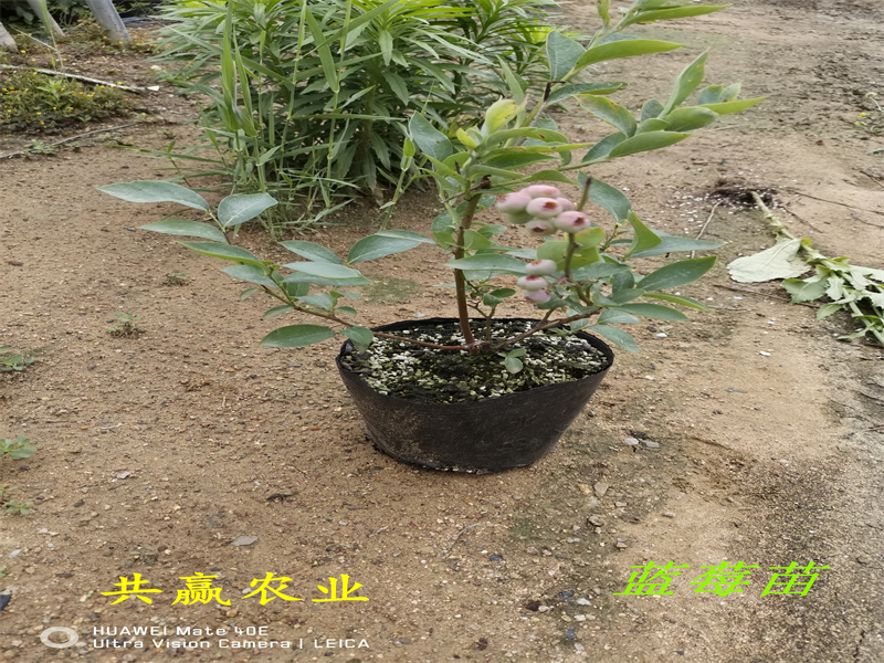 广东阳江新品种蓝莓苗亩产多少斤