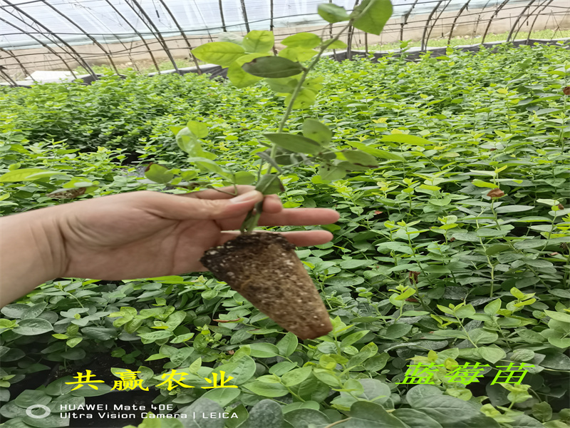 四川宜宾新品种蓝莓苗栽培技术