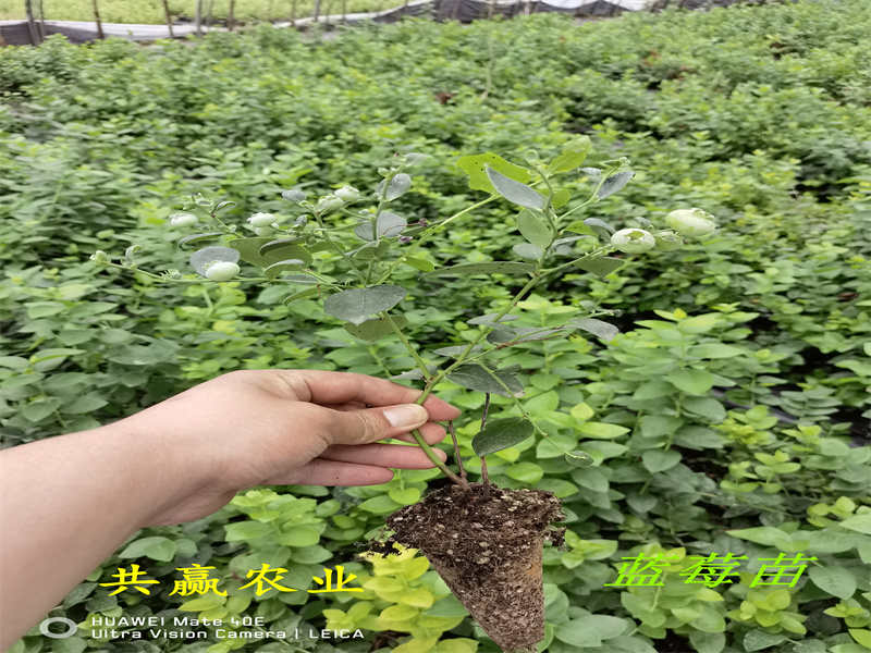 L蓝莓苗生长要求丨新品种蓝莓苗基地
