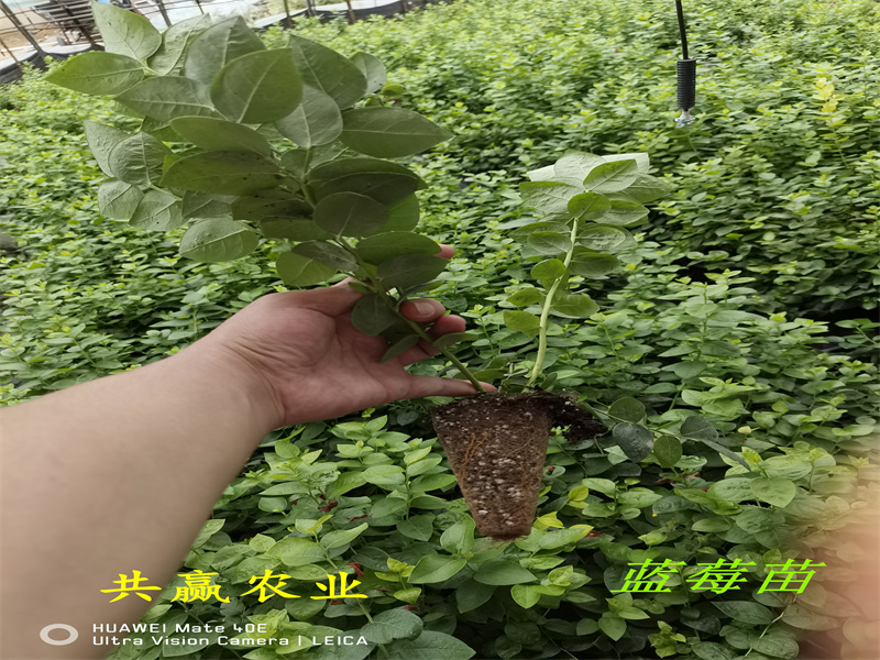 广西L11蓝莓苗丨新品种蓝莓苗