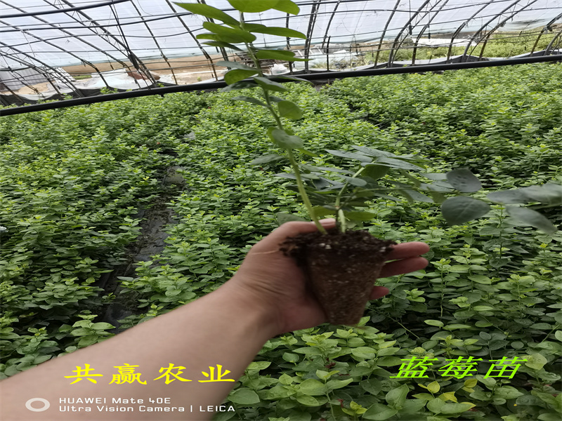 重庆L11蓝莓苗介绍丨蓝莓苗基地