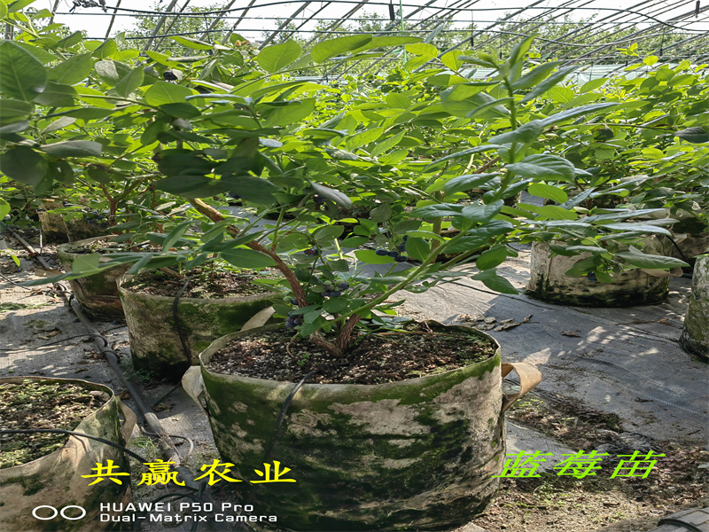 浙江2-3年南高丛蓝莓苗丨南高丛蓝莓苗才卖多少钱