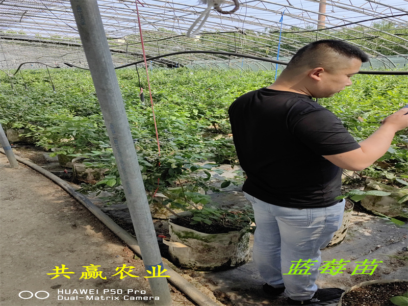 青海L11蓝莓苗丨新品种蓝莓苗