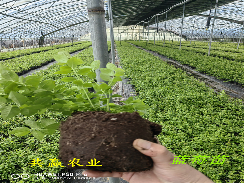 2-3年耐寒蓝莓苗—新品种蓝莓苗种植介绍