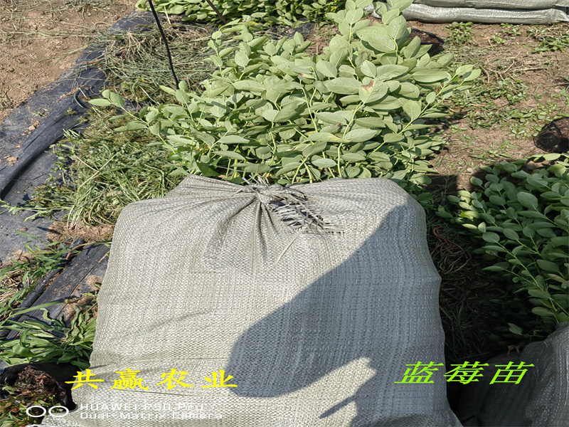 天津L25蓝莓苗丨新品种蓝莓苗