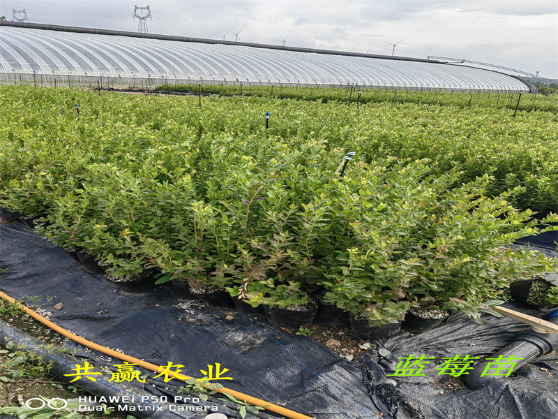 2-3年北高蓝莓苗—新品种蓝莓苗种植要求