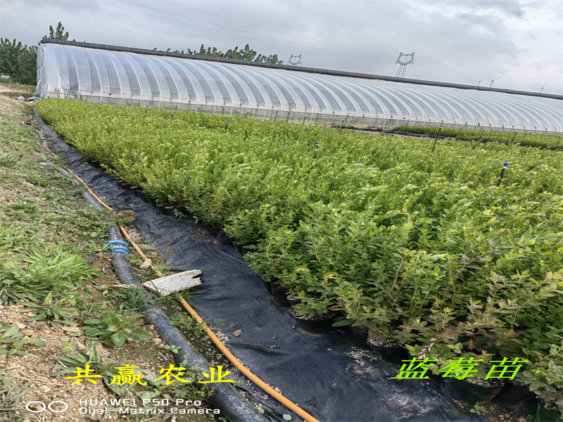 2-3年北高蓝莓苗—新品种蓝莓苗品种特性