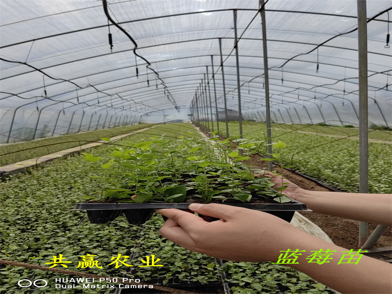 新品种L蓝莓苗的优点