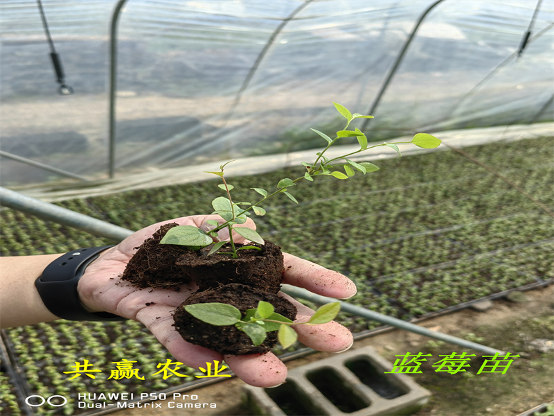 天津L25蓝莓苗丨新品种蓝莓苗