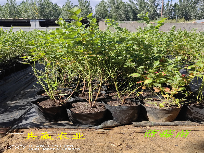 宁夏L蓝莓苗丨新品种蓝莓苗