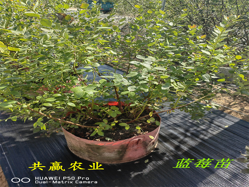 江西L25蓝莓苗丨新品种蓝莓苗