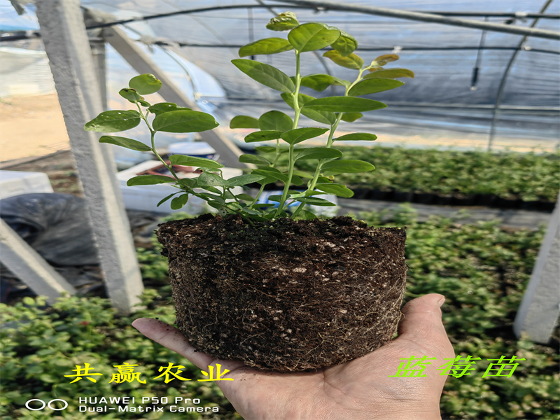 广西L25蓝莓苗丨新品种蓝莓苗
