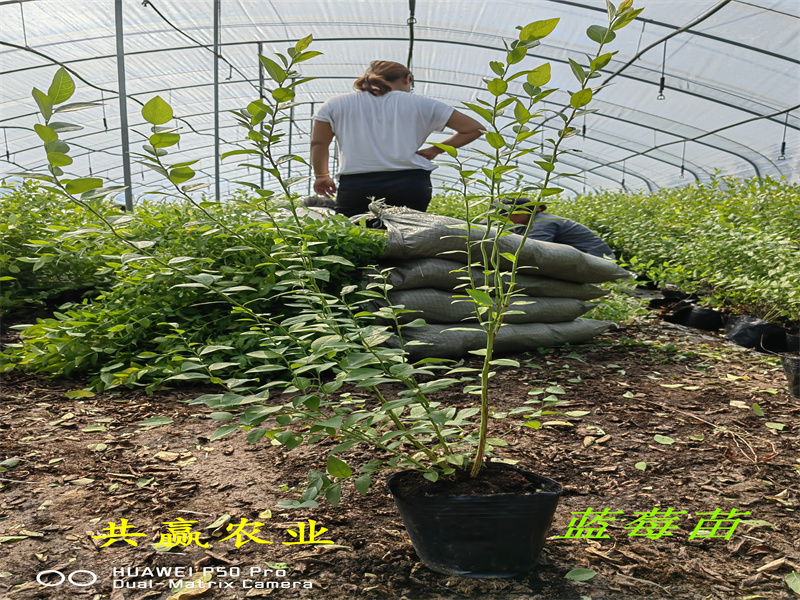 2-3年耐寒蓝莓苗—新品种蓝莓苗什么时候栽种合适