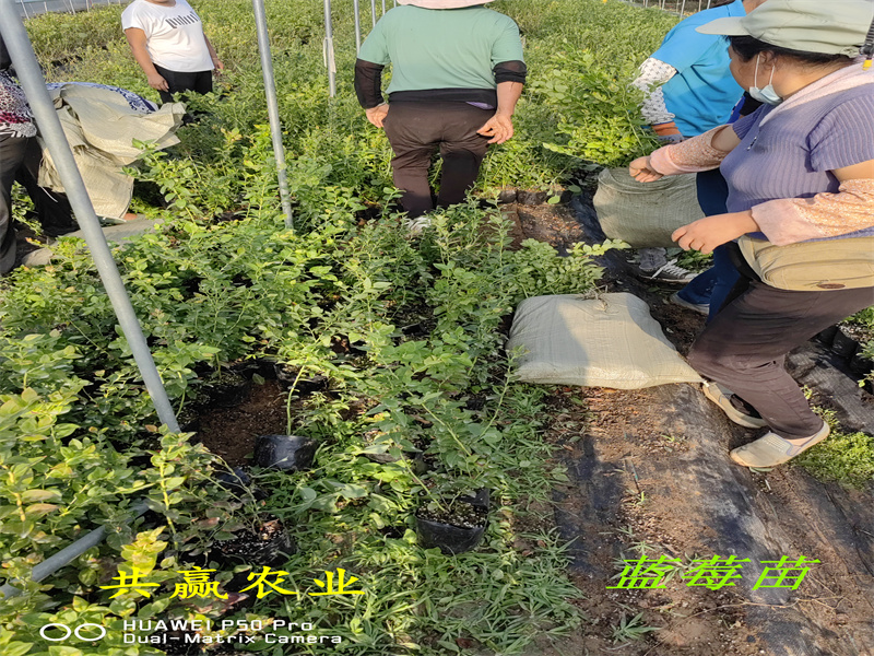上海L蓝莓苗品种分析丨蓝莓苗基地