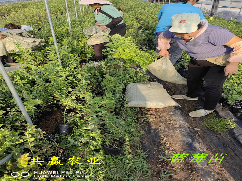 四川L11蓝莓苗品种分析丨蓝莓苗基地