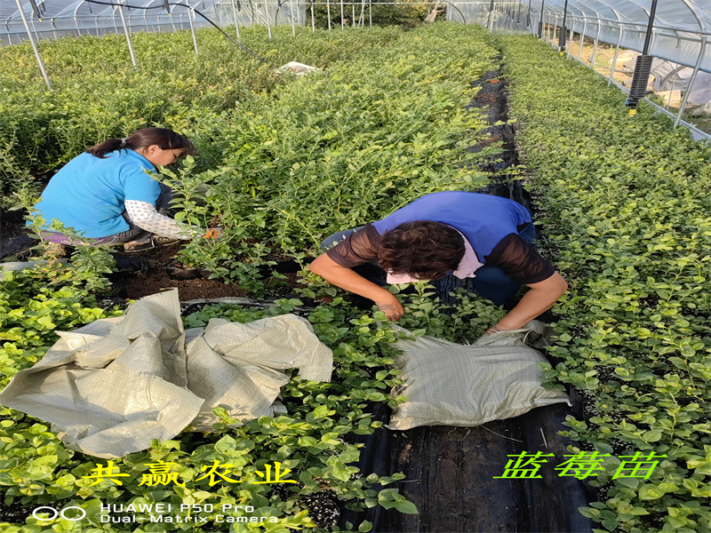 2-3年露天蓝莓苗—新品种蓝莓苗怎么卖的