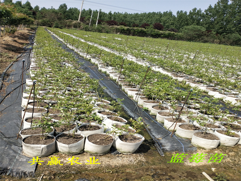 甘肃张掖新品种蓝莓苗几年丰产