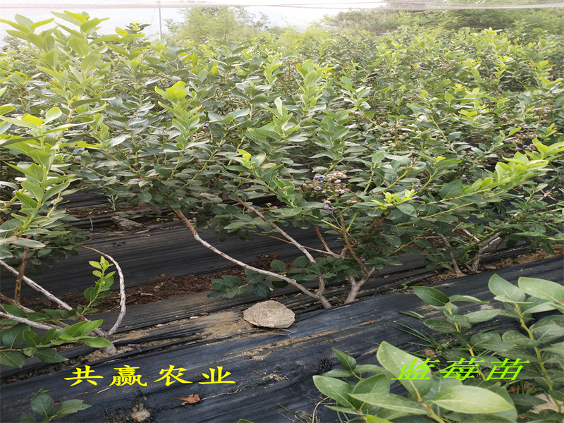 2-3年L25蓝莓苗种植介绍