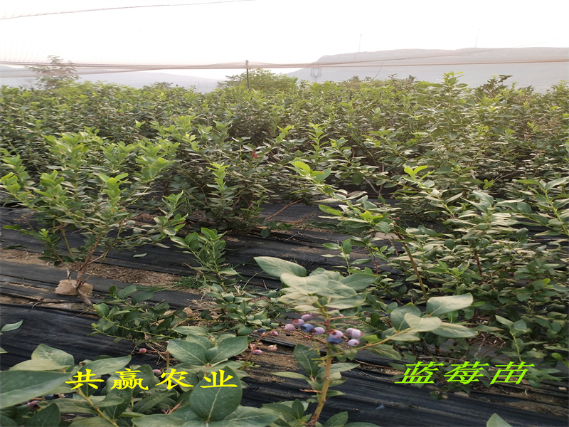 云南丽江新品种蓝莓苗栽培技术