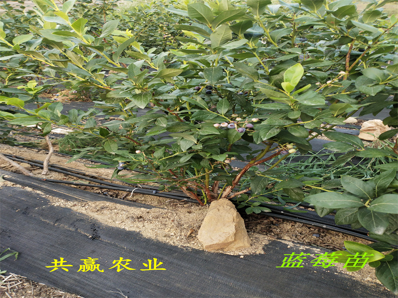 江苏L11蓝莓苗丨新品种蓝莓苗