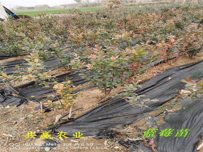 青海2-3年莱宝蓝莓苗丨莱宝蓝莓苗品种特性