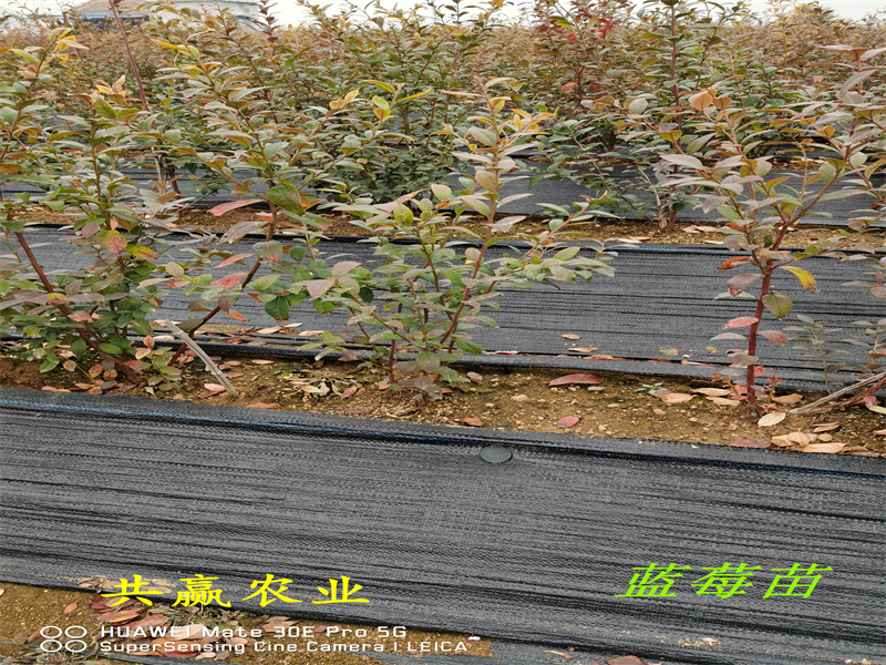 内蒙古L25蓝莓苗丨新品种蓝莓苗