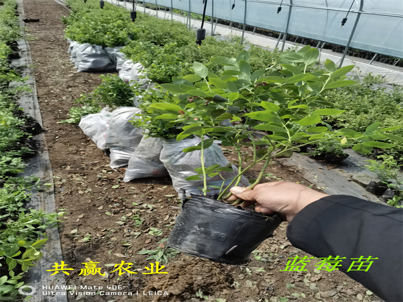2-3年新高蓝莓苗值得发展的新品种