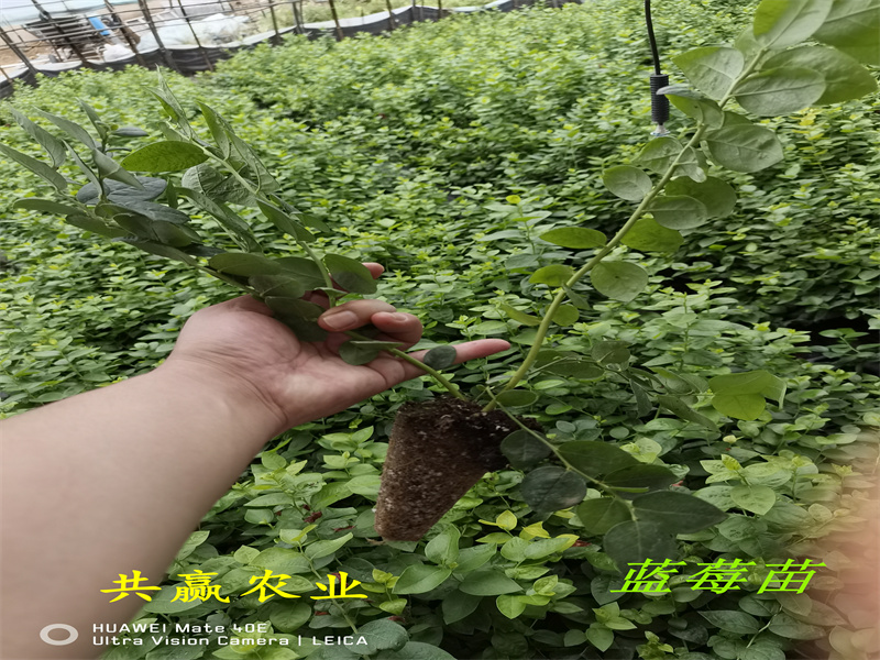 贵州L11蓝莓苗丨新品种蓝莓苗