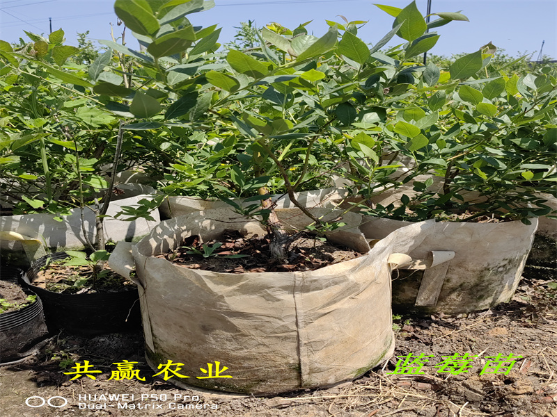 重庆L25蓝莓苗丨新品种蓝莓苗