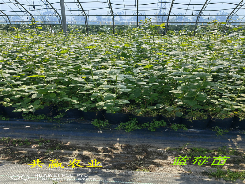 1-3年陆地蓝莓苗栽培技术