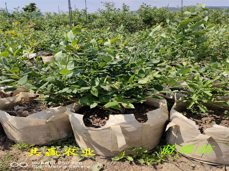 陕西L11蓝莓苗生长要求丨蓝莓苗基地