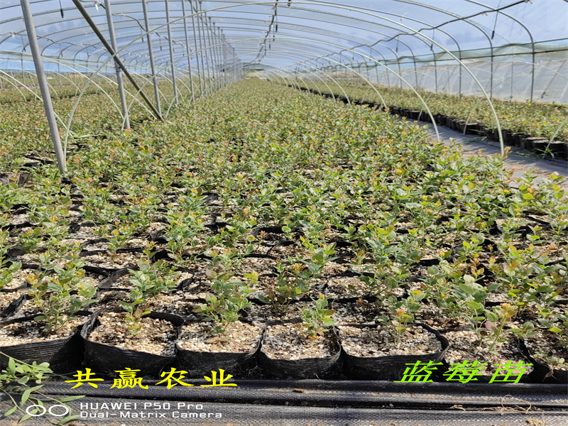 辽宁本溪新品种蓝莓苗的优点