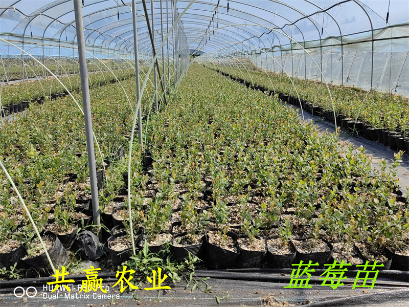 甘肃天水新品种蓝莓苗亩栽种多少棵