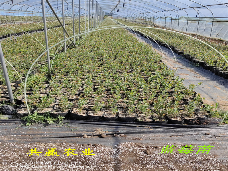 组培C1蓝莓苗丨2-3年C1蓝莓苗怎么卖的
