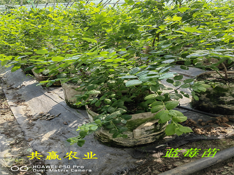 黑龙江L11蓝莓苗简介丨蓝莓苗基地
