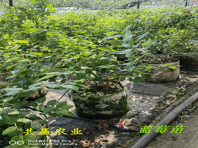 宁夏L25蓝莓苗丨新品种蓝莓苗