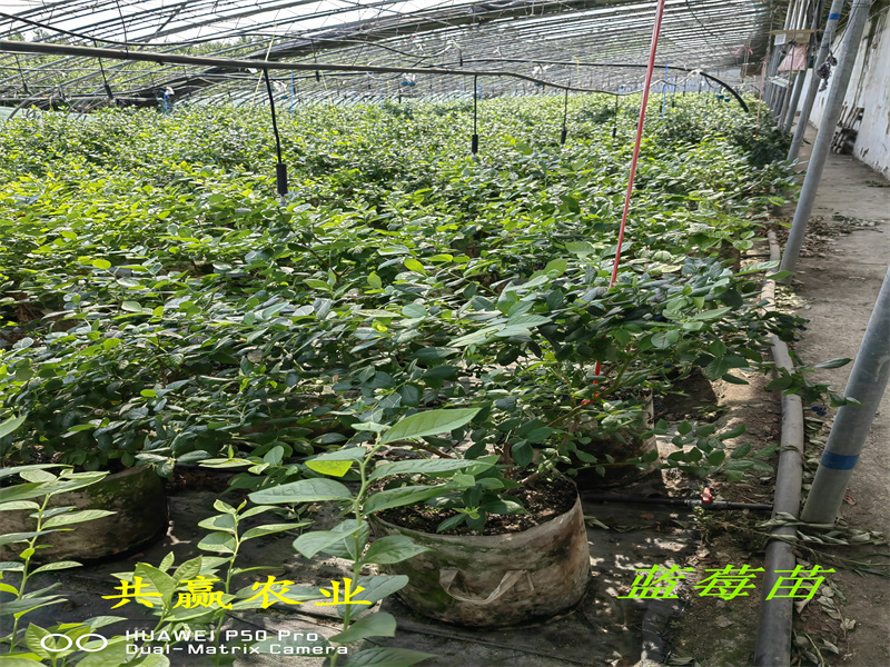 2-3年智利杜克蓝莓苗产量怎么样