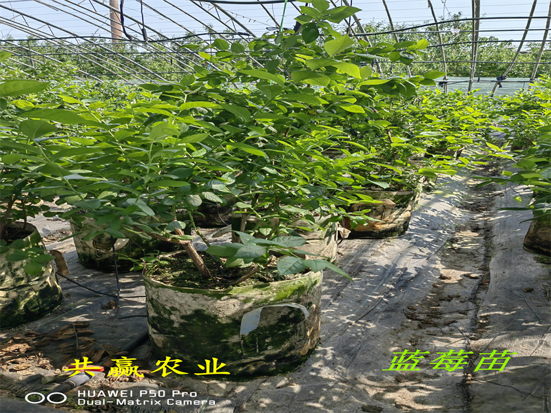 2-3年早熟蓝莓苗—新品种蓝莓苗介绍