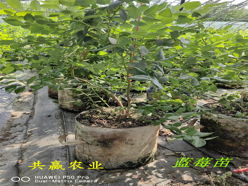 L11蓝莓苗介绍丨新品种蓝莓苗售价