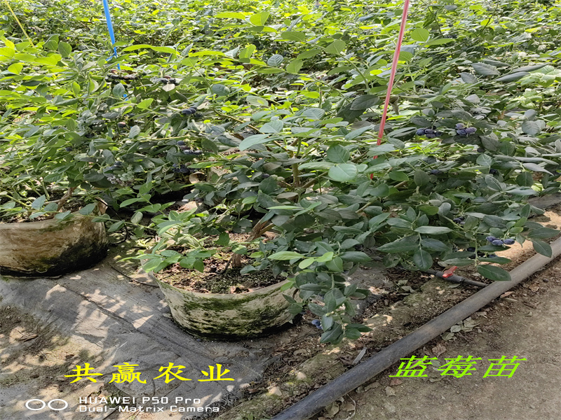 2-3年新品种蓝莓苗—新品种蓝莓苗什么时候栽种合适