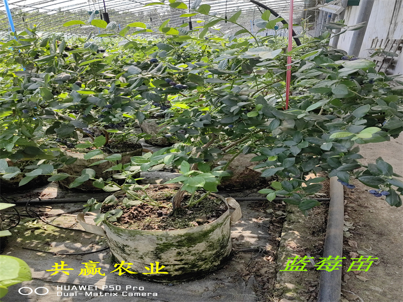 2-3年春高蓝莓苗适合哪里种植