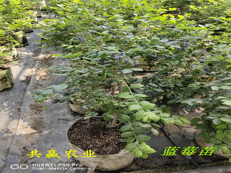 1-3年耐寒蓝莓苗栽培技术
