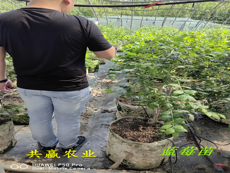 2-3年耐寒蓝莓苗—新品种蓝莓苗简介