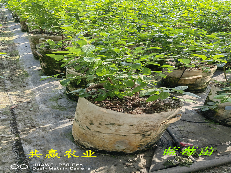 重庆2-3年蓝丰蓝莓苗丨蓝丰蓝莓苗值得发展的新品种