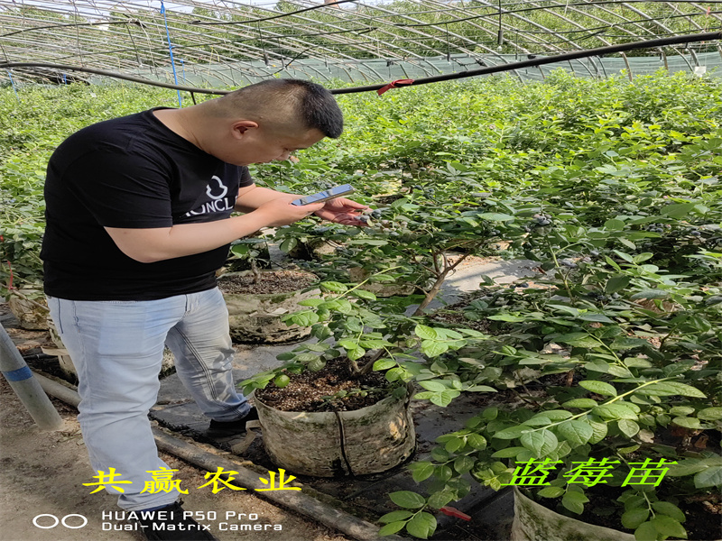2-3年露天蓝莓苗—新品种蓝莓苗种植要求