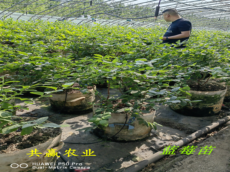 吉林2-3年挂果蓝莓苗丨挂果蓝莓苗高产品种推荐