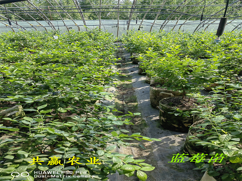 湖南2-3年F6蓝莓苗丨F6蓝莓苗适合哪里种植